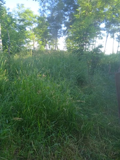 The image depicts a dense, tall grassy area in what appears to be a rural or semi-rural setting, possibly on the outskirts of Rîșcani, Moldova. The grass is predominantly green and uneven, with some areas appearing lighter due to sunlight. In the background, a line of trees with lush green foliage is visible against a bright sky. The trees are of varying heights and densities, creating a natural, uncultivated landscape. There are no visible structures or signs of significant human activity within the frame, suggesting an undeveloped natural environment. The lighting indicates it is daytime, with sunlight casting shadows and illuminating the grass from the left.