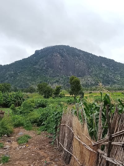 The image depicts a rural landscape in the vicinity of Barikin Sibre, Nigeria, characterized by a prominent, verdant mountain dominating the background. The mountain's slopes are covered in dense vegetation, with a large, exposed rock face visible on its upper section. In the foreground, a dirt path meanders through lush greenery, including banana trees and crops such as corn. A rustic fence constructed from dried stalks and branches separates the path from the cultivated fields. The sky is overcast, suggesting a cloudy or potentially rainy day. The scene appears to be an agricultural area, likely a small village or farmland outside of the main town. There are no people or animals visible in the image. The environment appears natural and undeveloped, with a focus on agriculture and the surrounding topography. The overall impression is one of a rural, natural setting with signs of human cultivation.