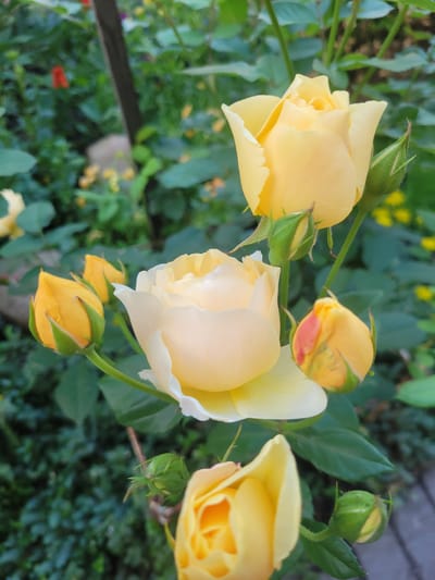 This is a medium shot, eye-level, vertical, close-up photograph of several yellow roses in bloom, set against a backdrop of green foliage. The roses are in various stages of development, with some fully open and others in bud. The lighting is natural and diffused, suggesting an outdoor setting during the day. The focus is sharp on the roses in the foreground, while the background is softly blurred. The image appears to have been taken in a garden. The city of Belaazyorsk, Belarus, is not visible in the image.