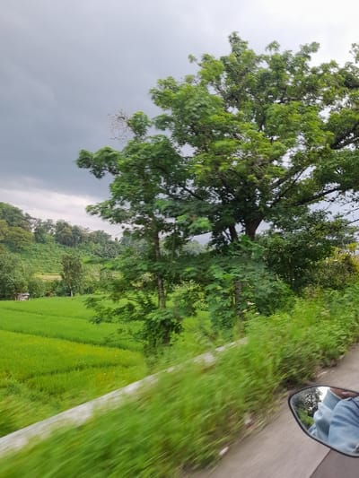 This image captures a vibrant, verdant rural landscape, seemingly taken from a moving vehicle. The perspective is slightly elevated, looking out over lush scenery.
The primary subjects include a towering tree with dense, rich green foliage, dominating the left side of the frame and reaching towards the top. Its numerous branches and leaves are distinct, though some appear slightly blurred, possibly due to wind or motion. To the right of the tree, stretching towards the bottom and far right, are expansive fields of bright green, likely rice paddies, showing visible rows or patterns from cultivation.
In the upper right corner, the side mirror of a vehicle is visible, reflecting a partial view of a person's arm clad in a light blue long-sleeved garment, suggesting the photographer or a passenger. A grey road or path runs along the right edge of the frame, with long blades of green grass blurring past, indicating movement.
The background features distant hills or mountains, also covered in dense green vegetation, receding into a soft, hazy grey. The sky is predominantly overcast with heavy grey clouds, suggesting either an approaching storm, an early morning, or late afternoon on a cloudy day. The overall light is soft and diffused.
The activity depicted is traveling through a scenic, agricultural area. The motion blur on the grass and the presence of the side mirror strongly suggest the photo was taken from a moving car or motorcycle.
No visible text is present in the image. The scene is consistent with the location context of Kecamatan Prigen, Indonesia, known for its natural beauty and agricultural landscapes.