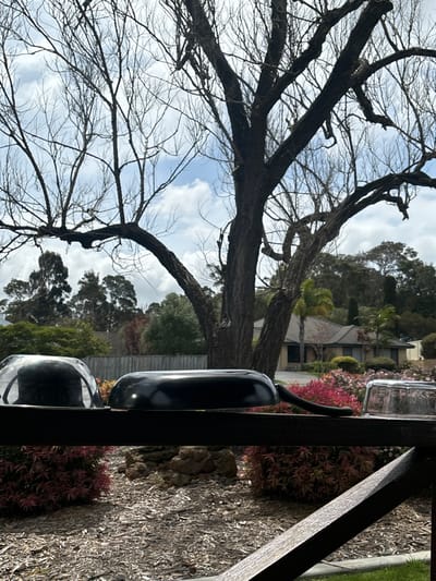 The image depicts an outdoor scene in Margaret River, Australia, observed from a slightly elevated position, possibly a patio or deck. In the immediate foreground, a dark-stained wooden railing runs horizontally across the lower portion of the frame. Resting on this railing, from left to right, are three objects: a clear, dome-shaped cover reflecting ambient light, a black, oblong pan or serving dish with a smooth, reflective surface and a short handle extending to the right, and a clear, rectangular lid.
Below the railing, the ground is covered with dark brown wood chips or mulch. Scattered across this area are several small bushes with reddish-pink foliage. A cluster of dark rocks is visible near the center of the ground plane.
The midground and background feature a landscape dominated by trees and a residential structure. A large deciduous tree with prominent, bare branches stands centrally, its dark trunk and intricate branch network silhouetted against a partially cloudy blue sky. Other evergreen trees are visible to the left and right, with denser tree cover on distant hills.
Behind the immediate landscaping and partially obscured by trees and a light-colored wooden fence, a single-story residential house is visible. The house features a dark-colored roof and light-toned walls. No individuals or active interactions are visible within the frame. The lighting suggests daylight conditions with some cloud cover.