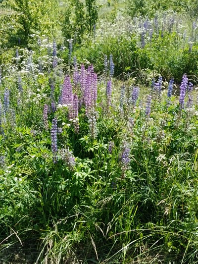 The image depicts a dense field of Lupinus polyphyllus, commonly known as garden lupine, interspersed with other wildflowers and lush green foliage. The Lupinus polyphyllus flowers are predominantly in shades of purple, ranging from pale lavender to deep violet, with some spikes appearing almost white or light gray. The plants are characterized by their tall, conical flower clusters and palmate leaves. Scattered among the lupines are smaller white flowers, likely members of the Apiaceae family, adding a delicate contrast to the scene. The environment appears to be a natural or semi-natural setting, possibly a roadside verge, meadow, or uncultivated area within the Плюскі сельскі Савет region of Belarus. The lighting suggests a sunny day, casting shadows and highlighting the vibrant colors of the flora. The foreground is dominated by the thick growth of the lupines and accompanying vegetation, with a slightly blurred texture that suggests the image was taken with a handheld camera. No people or man-made structures are visible in the frame.
