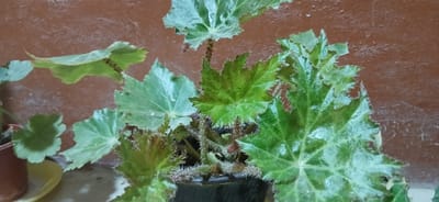 A close-up, eye-level shot showcases a potted begonia plant with large, green, lobed leaves. The leaves have serrated edges and are covered in fine, hair-like structures, giving them a fuzzy appearance. Some leaves exhibit lighter green or whitish patterns. The plant is situated indoors, with a reddish-brown, textured wall as the backdrop. A portion of a brown pot and a yellow saucer are visible in the lower left corner. The lighting suggests an indoor setting, likely during daytime. The scene is static, with no observable actions or interactions. The location of Kasansay, Uzbekistan, is not visually discernible from the image itself.