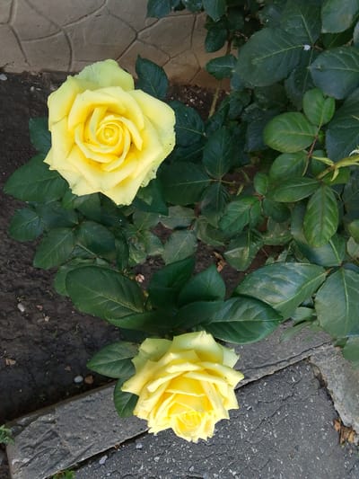 This is a vertical, high-angle shot of a rose bush with two yellow roses. The roses are in bloom, with their petals tightly furled in the center, suggesting they are either newly opened or have a compact bloom. The rose on the top left is larger and more fully open than the one on the bottom right. The leaves of the rose bush are a deep green and appear healthy. The background is a mix of dark soil and a stone wall made of irregularly shaped tan stones. In the foreground, there is a concrete path with a rough texture, possibly cracked in places. The lighting suggests it is daytime, possibly morning or late afternoon, given the soft shadows. The scene is an outdoor garden or park setting in Krasnostepnovskoye, Russia. There is no visible text in the image. The overall mood is peaceful and natural.