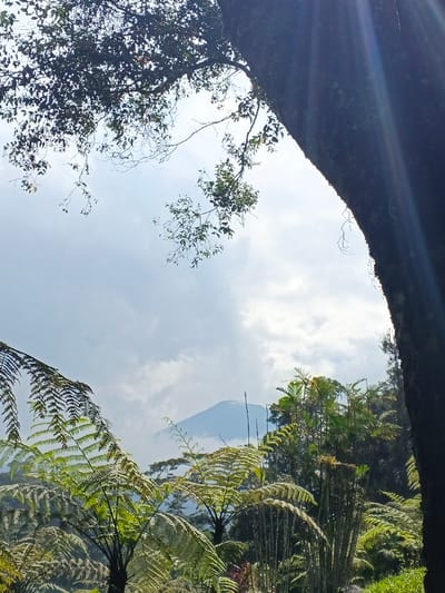 A landscape view featuring lush greenery with fern-like plants in the foreground. A tall tree trunk with sunlight streams is on the right. Above the verdant foliage, a mountain peak is visible in the distance, shrouded in mist or clouds. Branches and leaves from an overhanging tree frame the top of the image against a cloudy sky. The scene suggests a forest environment or mountainous region.