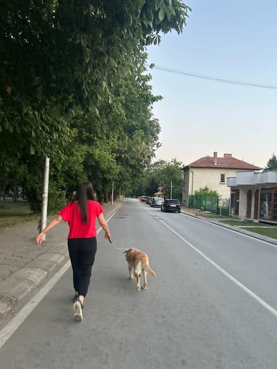 In Belene, Bulgaria, a person in a red shirt and black pants walks a tan dog on a leash along a paved road. The dog is slightly ahead of the person, and its tail is raised. The person's hair is long and dark, and they appear to be looking forward. The road is bordered by a sidewalk and a line of trees. Beyond the trees, houses with red tile roofs are visible. Cars are parked on the side of the road. The sky is overcast, suggesting it might be daytime, but the lighting is diffused. The overall scene depicts a casual walk with a pet in a residential area.