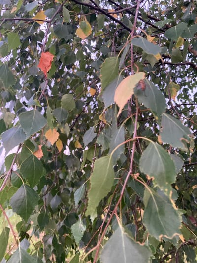 The image shows a close-up view of birch tree branches with green and yellowing leaves, indicating an autumn setting. Some leaves have begun to fall. The branches are thin and dark brown, with some lighter, younger stems. The background is blurred, showing more foliage and the sky. There is a single bright orange leaf prominently featured on the left side of the image. On the right side of the image, a bee is visible on a leaf. The overall impression is of a natural, outdoor scene, likely in a park or forest, consistent with the rural setting of Міханавіцкі сельскі Савет, Belarus. There are no people or man-made structures clearly visible.