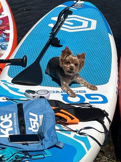 A small, brown Yorkshire Terrier dog with its ears perked is lying on a blue and white stand-up paddleboard on the water. The dog is positioned in the center of the paddleboard, facing the camera with its mouth open and tongue slightly out. To the left of the dog, a black paddle is resting on the board. In the lower left of the image, a blue bag with white lettering that reads "KOE STAND-UP PADDLE BOARD" and "TSU" is visible. A black smartphone is placed on top of the bag. To the right of the dog, a black harness with orange accents is lying on the paddleboard. The paddleboard itself has a textured blue surface with a white logo. The water surrounding the paddleboard is dark and appears calm. Another paddleboard with red and white graphics is partially visible on the far left of the image. The scene is illuminated by bright sunlight. The image does not provide any visual cues to indicate its location in the city of Усть-Мана, Russia.