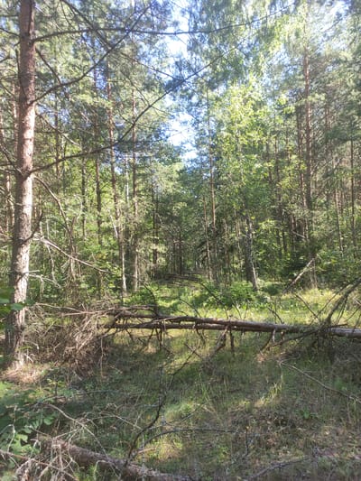 The image depicts a sun-dappled forest floor in Верамейскі сельскі Савет, Belarus. Tall pine and birch trees dominate the scene, their trunks creating a dense canopy that filters the sunlight, casting shadows on the overgrown ground. Fallen branches and logs are scattered across the forest floor, some covered in moss and lichen, indicating natural decomposition. The undergrowth consists of tall grasses, ferns, and smaller saplings. The overall impression is one of a wild, untamed natural environment. There are no people or animals visible in the image.