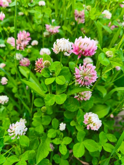 A close-up, eye-level shot captures a patch of clover in bloom, featuring both white and pinkish-red flowers interspersed with bright green foliage. The flowers, which are spherical clusters of small petals, are the primary subjects, with some in sharp focus and others blurred in the background. The leaves of the clover are distinctly trifoliate, with a characteristic three-leaflet pattern. The scene is a natural outdoor environment, likely a field or meadow, with no discernible man-made structures or urban elements. The lighting suggests a bright, possibly sunny day, illuminating the vibrant green of the leaves and the soft hues of the flowers. There are no people or animals present in the image, and no actions or interactions are depicted. The image does not provide any specific information about the location within the city of Речицы, Russia, as it is a general nature scene.