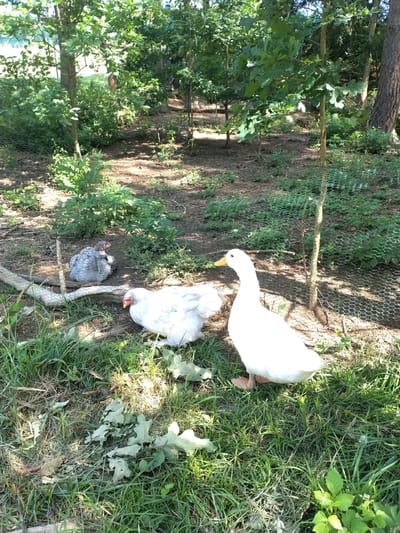 In Velké Nepodřice, Czechia, a bright outdoor scene captures three fowl in a naturalistic enclosure. A large white duck, facing left, stands prominently in the foreground on a patch of green grass. To its left, a white chicken is partially visible, pecking at the ground. Further back, a small grey chicken is perched near a weathered log, nestled amongst dried leaves and grass. The enclosure is bordered by a wire fence and is surrounded by trees, with dappled sunlight illuminating the area. The ground is covered with a mix of dry leaves, soil, and sparse green vegetation.