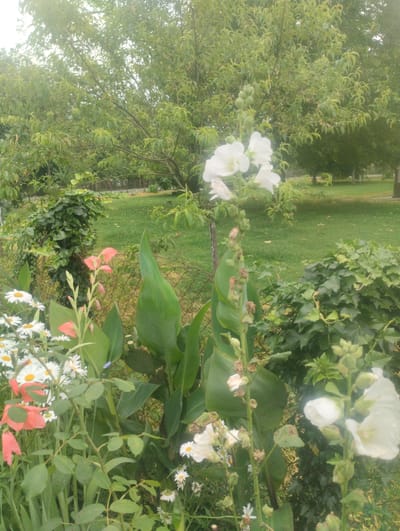This image depicts a garden scene in Bandza, Georgia. In the foreground, a variety of flowers are visible, including white daisies with yellow centers, several vibrant pink-orange bell-shaped flowers, and tall stalks of white hollyhock flowers. Large, glossy green leaves of what appear to be canna lilies are also prominent. The plants are arranged in a garden bed, with a wire fence visible behind some of the foliage. In the midground and background, lush green grass stretches out, punctuated by the trunks of several trees with dense green foliage. The overall impression is that of a well-maintained garden on an overcast day, likely during the warmer months given the abundance of blooming flowers. There are no people or animals visible in the image.