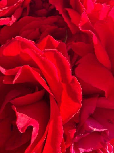 The image shows a close-up of a red rose. The petals are tightly packed and create a textured, flowing effect. The rose is in full bloom and the color is a vibrant, saturated red. The image does not contain enough information to determine a specific location in Lesichovo, Bulgaria, or to describe any subjects, objects, actions, interactions, or environment beyond the details of the rose itself. There is no evidence of people or any other elements in the photograph beyond the flower.