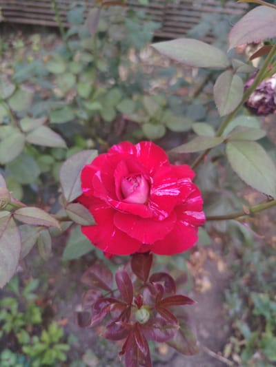 A close-up, eye-level shot captures a vibrant red rose with white streaks in the center of the frame. The rose is in full bloom, with delicate petals unfurling to reveal a lighter pink center. Surrounding the rose are several green leaves, some of which appear slightly wilted or aged, with a purplish hue on their undersides. In the lower part of the image, a cluster of young, deep red leaves sprouts from a stem, suggesting new growth. The background is softly blurred, showing a patch of ground and the indistinct shapes of other foliage, hinting at a garden setting. The lighting is natural, suggesting an outdoor environment, possibly during daytime. The image was taken in the city of Степное, Russia.