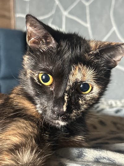 A close-up shot features a tortoiseshell cat with striking yellow eyes. The cat's fur displays a mix of black, brown, and orange patches, and its gaze is directed towards the viewer with an alert expression. The background is softly blurred, showing hints of a patterned surface, possibly a rug or upholstery, and a hint of natural light creating subtle shadows. The overall mood is intimate and focuses on the captivating features of the feline. The image appears to have been taken indoors, likely during daylight hours, given the lighting conditions.
