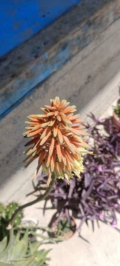In Dakhkat, Tajikistan, an aloe vera plant is in bloom, its orange and green flower stalk reaching upwards. The stalk is composed of numerous small, tubular flowers, each tipped with a light green hue. The plant itself is out of focus, suggesting it is part of a larger collection of succulents. In the background, a purple-leafed plant with thin, trailing stems also appears out of focus. A textured, grey surface, possibly concrete or asphalt, lies behind the plants. Above this, a weathered blue and grey surface, likely made of wood planks, is visible, indicating an outdoor setting. The scene is illuminated by bright sunlight, casting shadows. There are no people or animals present in the image.