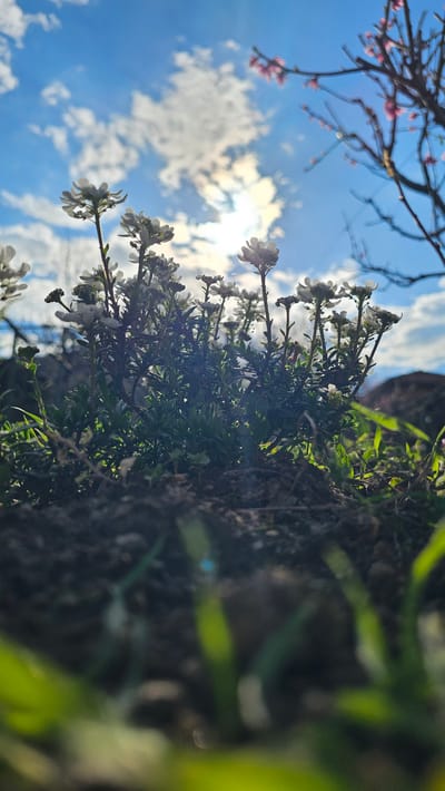 The image shows a low-angle view of small white flowers growing from a wall or embankment. The sky is visible in the background, with scattered clouds and bright sunlight. A flowering branch with pink blossoms is visible in the lower right corner of the image. The location is Beguntsi, Bulgaria.