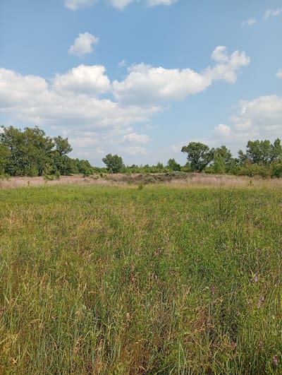 An outdoor shot captures a natural scene with a foreground of tall grass and scattered purple wildflowers. A line of trees forms the middle ground, with a scattering of taller trees on the left and right. The background is dominated by a blue sky with fluffy white clouds. The image appears to be taken in the city of Опытное Поле, Russia, given the vegetation and sky typical of the region. There are no people or man-made objects visible in the frame, presenting a natural, undeveloped landscape.