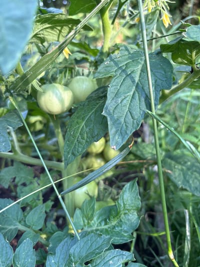 This close-up, eye-level outdoor photograph depicts a cluster of unripe green tomatoes growing on a tomato plant in Ćwiklice, Poland. The scene is dominated by lush green foliage, with several tomatoes visible, some appearing slightly lighter in color with faint stripes. The plant's leaves are textured and veined, with some showing minor imperfections like small holes. A thin green stem, possibly a support stake, runs vertically through the frame, intersecting with the leaves and tomatoes. The background is softly blurred, suggesting a garden or natural setting. The lighting indicates it is daytime.
