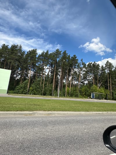 The image depicts a roadside scene in Znamya Oktyabrya, Russia, likely taken from a moving vehicle due to the angle and the presence of a car mirror in the upper right corner. The orientation of the image is vertical.

The foreground is dominated by a gray asphalt road, with a clear white lane marking visible. Adjacent to the road is a strip of bright green grass, separated by a concrete curb. Further beyond the grass, a line of tall, slender pine trees stands densely, their green needles contrasting with the blue sky. The trees are spaced close together, creating a wall of greenery.

In the background, a few wispy white clouds are scattered across a bright blue sky. A small bus stop shelter with a visible sign is nestled among the trees. At the very bottom left of the image, a portion of a light green building is visible.

The overall impression is of a bright, sunny day, likely in the late morning or afternoon, given the quality of light. The environment appears to be a semi-rural or suburban area, with a road, green spaces, and trees bordering a built structure. No people are visible in the frame. The sign at the bus stop is not legible enough to discern any text.