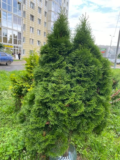 In the city of Goluboye, Russia, an outdoor scene features a foreground dominated by two lush green evergreen trees, likely ornamental evergreens, planted close together. The tree on the right is larger and fuller, with its branches reaching upwards and outwards. To the left and slightly behind these, a smaller, lighter green shrub is visible. The ground around the trees is covered in a mix of green grass and clover.
In the middle ground, a light yellow building with numerous windows, some with reflections of the sky, stands. A blue car is parked on the asphalt road to the left of the building entrance. Two individuals are standing near the entrance of the building, one appearing to be a woman with dark hair wearing a black shirt and pants, and another person whose gender and attire are less clear. Above the building's entrance, a yellow sign with Cyrillic text, likely indicating a store or business, is present. Further in the background, a street with a traffic light, street lamps, and more buildings can be seen, with a commercial building displaying the Cyrillic text "CDEK" and "ЦВЕТЫ" (Flowers). The sky is overcast with some patches of blue.