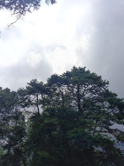 Lush evergreen trees reach towards a cloudy, overcast sky. Dense foliage obscures much of the background, leaving only glimpses of gray clouds overhead. The trees are varied in height and shape, creating a layered effect. A few bare branches from another tree intrude from the upper left corner, adding a touch of contrast to the scene.