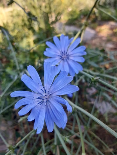 This is a close-up, outdoor, vertical shot of two bright blue chicory flowers in Бактуу-Долоноту, Kyrgyzstan. The flowers are in focus in the foreground, with the one on the left being closer and larger than the one slightly behind and to the right. Both flowers have numerous slender petals radiating from a central disk. The petals have a slightly serrated edge and a faint fuzziness. The centers of the flowers show dark blue stamens. The background is blurred, showing out-of-focus green foliage and earthy brown ground. The stems and leaves of the chicory plant are visible, some in focus, others blurred, weaving around the flowers. The lighting suggests it is daytime, possibly late afternoon due to the soft light.