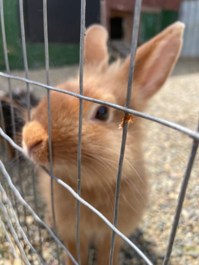 A light brown or orange-furred rabbit is depicted looking directly through a metal wire fence. The rabbit's dark eye is prominently visible in the upper-center of the frame, peering between the horizontal wires. Its left ear is visible at the top-left, and its pinkish nose and mouth area are seen at the bottom-center, partially obscured by the wires. A small piece of dried debris is caught on one of the horizontal wires in front of the rabbit's face. The background, largely out of focus, shows a bright, textured surface, possibly gravel or light-colored ground, directly behind the rabbit. Further back, blurred dark and green shapes suggest distant structures or foliage. The scene is brightly lit, indicating a sunny daytime setting. There is no visible text in the image. The setting for this image is Timofeevka, Russia.