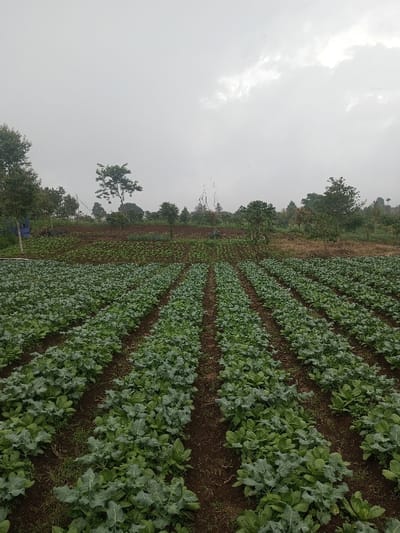 An agricultural field in Joshi Vihir, India, is depicted under an overcast sky. The foreground and midground feature numerous rows of green leafy crops, likely brassicas, planted in dark brown soil. The rows are uniformly spaced and extend diagonally from the lower-left to the upper-right of the frame. Beyond the cultivated rows, the terrain slopes gently upward, revealing further fields with smaller green vegetation and scattered deciduous trees of varying heights. A small blue tarp-like object is partially visible on the far left, obscured by foliage. The horizon is marked by a denser line of trees and vegetation. The sky is a uniform light grey, characterized by an extensive cloud cover. No individuals are present, and no actions or interactions are depicted.
