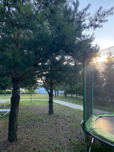 In the city of Volzhsk, Russia, the image captures a backyard scene on a clear day with the sun setting. In the foreground, a trampoline with a green safety net is positioned on the right. Behind it, two pine trees dominate the center of the frame, their needles casting shadows on the grassy ground littered with pinecones. To the left, a white lounge chair is partially visible. A paved pathway winds through the yard, leading towards a distant building with a light-colored facade and a blue door. The sky is a pale blue, with the sun peeking through the trees and the trampoline netting, creating a warm glow. The environment appears to be a residential area.