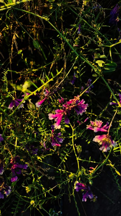 This is a close-up, low-angle photograph of a dense patch of wild vetch flowers and foliage, likely taken in Piatra Albă, Moldova. The scene is dominated by the vibrant purple and pink hues of the flowers, which are clustered on thin, green stems. The leaves are small and oval-shaped, forming a lush backdrop. Thin, dry grass stalks are also interspersed throughout the vegetation, adding texture and a sense of natural growth.
The lighting suggests that it is either early morning or late evening, as the sun is low and casts long shadows, illuminating the edges of the leaves and flowers with a warm, golden glow. The background is dark and out of focus, creating a strong contrast that makes the foreground subjects stand out. The overall mood is serene and natural, capturing the delicate beauty of wildflowers in their habitat. There is no visible text in the image.