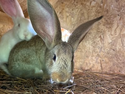 In the foreground of the image, a large, grey rabbit with prominent ears is positioned centrally. Its head is slightly tilted downwards, and its eyes are open. Behind and to the left of the grey rabbit, a white rabbit is partially visible, appearing to be lying down. Both rabbits are situated on a bed of dry straw and hay, which covers the floor of what appears to be a wooden enclosure. The background consists of a wooden panel wall. There are no discernible elements suggesting a specific location in the city of Гольяны, Russia.