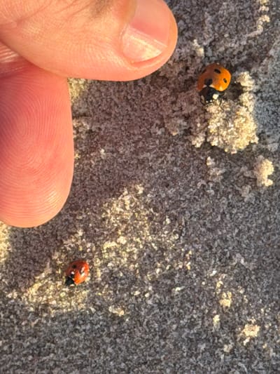 A close-up, eye-level shot captures two ladybugs on a sandy surface. A thumb and forefinger are visible in the upper left corner of the frame, appearing to be touching or very close to the sand. The ladybugs, which are red with black spots, are positioned on the sand, with one slightly larger than the other. The sandy environment suggests an outdoor setting, possibly a beach or a sandy path. The lighting indicates it is daytime, with sunlight illuminating the scene and creating some bright spots on the sand. The image is taken in Plieņciems, Latvia.
