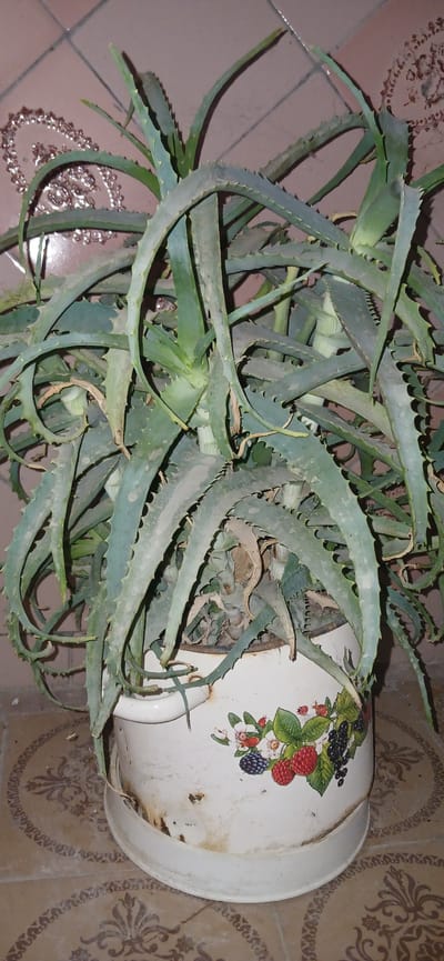 A potted aloe vera plant is centered in the frame, situated on a floor adorned with patterned tiles. The plant features thick, succulent leaves, some of which are drooping, with serrated edges. The pot is white and decorated with an illustration of various berries and flowers. The background consists of a wall with pinkish-brown tiles and a faint, ornate pattern. The overall scene appears to be indoors, likely in a residential setting within Ganja City, Azerbaijan. There are no people or animals visible in the image.
