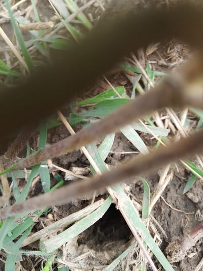 The image depicts a close-up, ground-level view of dry grass, soil, and a small burrow. The scene is likely located in Krasnostepnovskoe, Russia, given the context. The lighting suggests it could be daytime, possibly overcast. The focus is on the natural elements with no human presence visible. The environment appears to be a rural or natural setting, characterized by sparse vegetation and loose soil. The overall impression is one of a natural habitat.