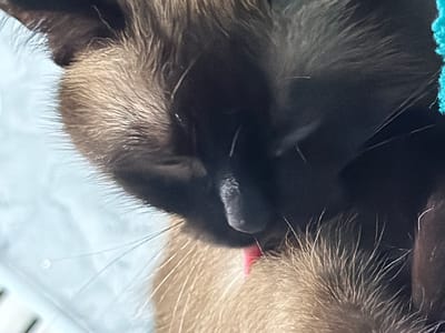 The image is a close-up of a dark-furred Siamese cat with light brown fur on its chest and paws. The cat is licking its paw, with its pink tongue visible. The background is a blurred light blue and white surface, possibly a bed or a soft mat. A small, circular, white object, possibly a water droplet or a dewdrop, is visible on the light blue surface to the left of the cat's head. The lighting suggests it is daytime. There is a hint of a turquoise fabric on the right side of the frame. The cat's expression appears calm and focused on grooming. No text is visible in the image. The location context provided is Старые Туймазы, Russia.