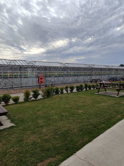 A long, glass greenhouse stretches across the background of the image, its structure supported by metal framing. Inside the greenhouse, rows of plants are visible, illuminated by overhead lights. In front of the greenhouse, a line of neatly trimmed bushes separates it from a gravel pathway. To the right of the pathway, several bicycles are parked, leaning against each other. Further to the right, a red emergency box is mounted on a wooden post. In the foreground, a grassy lawn is dotted with a few picnic tables. The sky above is overcast with dramatic, swirling clouds. The scene appears to be an outdoor area, possibly a garden center or a horticultural facility, located in the Borough of Swale, United Kingdom.