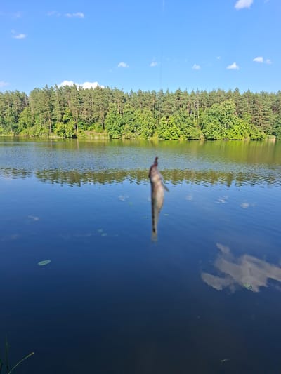 A small, blurry fish hangs suspended from a fishing line over the dark blue, reflective water of a lake. The lake's surface ripples slightly, and the reflection of a dense green forest and a bright blue sky with scattered white clouds is visible. Lily pads float on the water's surface. In the foreground, a few blades of grass are visible on the lower left edge of the frame. The image appears to have been taken on a sunny day.