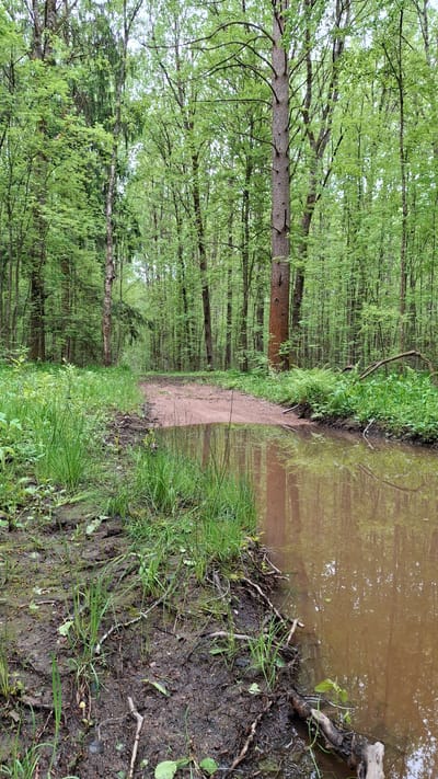 The image depicts a narrow dirt path winding through a dense forest. The path is flanked by tall, slender trees with vibrant green foliage on the left. To the right of the path, there's a body of muddy water, reflecting the trees on the opposite bank. The foreground features grassy vegetation and muddy terrain. The location is identified as Raikuzi, Russia. There are no people visible in the scene.