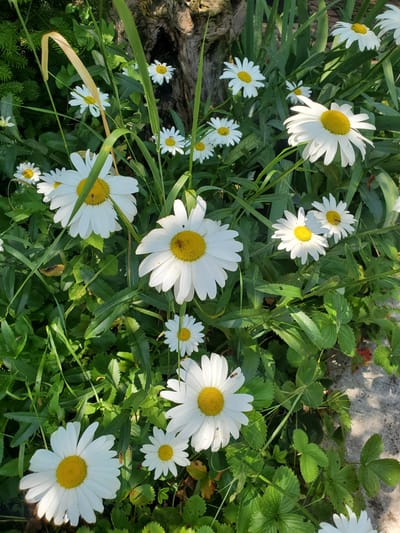 A top-down, medium shot captures a sunlit cluster of white daisies with yellow centers, interspersed with lush green foliage. Several daisies are in full bloom, with some smaller buds visible. One daisy in the center has a small insect, appearing to be a bee, on its petals. The background consists of darker green leaves, a rough-barked tree trunk, and a hint of grey stone or concrete to the right. The scene is one of a natural garden setting. This image does not provide any specific information about the location in Stopyatyy, Russia.