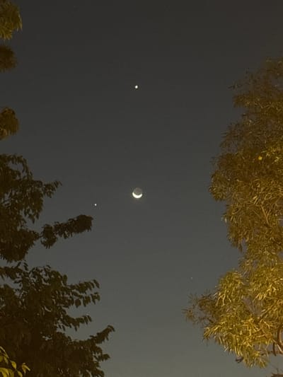This is a nighttime photograph of the sky, with celestial bodies visible amidst silhouetted foliage. The primary subjects are the crescent moon, which is illuminated and prominently featured, and two bright points of light that appear to be planets or stars. One of these bright points is positioned to the left of the moon, and the other is further to the left and slightly lower. A fainter point of light is also visible to the right of the moon. The foreground is dominated by the dark silhouettes of trees and their leaves, which are illuminated from above, suggesting they are backlit by an unseen light source. The overall setting is outdoors, under a clear night sky. The time of day is clearly night, and the weather appears to be clear with no visible clouds. While the specific location is not overtly indicated by recognizable landmarks, the provided context places it in Kalijaten, Indonesia. There is no visible text in the image. The scene evokes a sense of calm and wonder, typical of stargazing or observing celestial events. The image captures a moment of natural beauty, with the moon and celestial bodies creating a serene atmosphere.