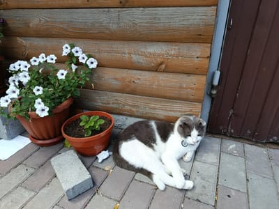 A white and gray cat with folded ears lies on a paved walkway next to a wooden building in Makariv, Ukraine. The cat is wearing a collar with a tag. Two potted plants, one with white flowers and the other with green leaves, are situated near the cat. Several concrete blocks and some crumpled white paper are also visible on the ground. The wooden building has horizontal planks and a dark brown door is attached to its right side.