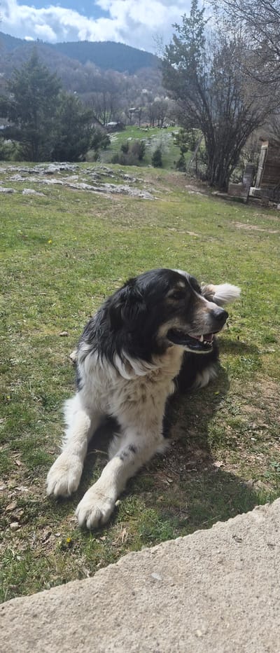 A long-haired dog with black and white fur lies on its back on a grassy field in the city of Laki, Bulgaria. Its mouth is open and its paws are extended. In the background, a mountain with trees and a blue sky are visible. A concrete structure is on the right. A wooden shed is behind the dog.