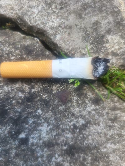A partially smoked cigarette with a lit end is resting on a cracked concrete surface. Green grass is growing through the crack and around the cigarette. The cigarette has a yellow filter and white paper. The lit end is black and ashy. The concrete is rough and textured with some dark stains. The overall scene appears to be outdoors, possibly in a public area. There is no indication of the location being in the city of Vijoliai, Lithuania.