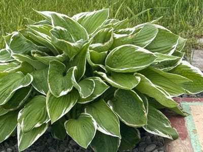 A close-up, high-angle shot captures a lush, variegated hosta plant with broad, ovate leaves. The leaves are primarily deep green with irregular, creamy white margins. The plant is densely packed, forming a mound of foliage. In the background, out-of-focus green grass suggests an outdoor garden setting. The base of the hosta is surrounded by dark, rough-textured mulch. To the right and partially visible in the foreground is a section of a decorative pathway or border, featuring worn, textured material in bands of red, light blue-green, and a pale yellowish-tan. The lighting is bright, indicating daylight. The scene appears to be located in an urban garden, possibly within the city of Kuril'sk, Russia, based on the provided context. No people or animals are visible.