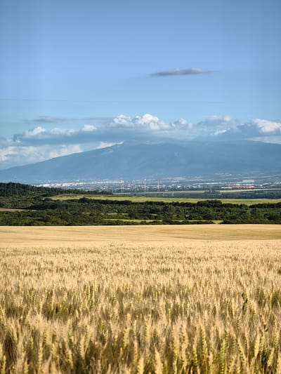 The image depicts a wide landscape view from a field of golden wheat in the foreground, stretching towards a line of green trees and a distant city nestled at the base of a large, hazy mountain range under a bright blue sky with scattered clouds. The wheat stalks are in sharp focus, showing their texture and height. Beyond the wheat field, there is a band of dense green vegetation, likely a forest or a wooded area. The city appears as a collection of buildings with varying colors, appearing light-toned, suggesting it is a populated area. The mountain range is the most distant element, its peaks softened by atmospheric haze and partially obscured by clouds. Power lines are visible horizontally across the upper portion of the image, indicating human infrastructure. The overall scene suggests a rural or semi-rural environment with a city and mountains in the background, possibly taken during the daytime under good weather conditions. The scene appears to be located in the vicinity of Bogyovtsi, Bulgaria, as implied by the context.