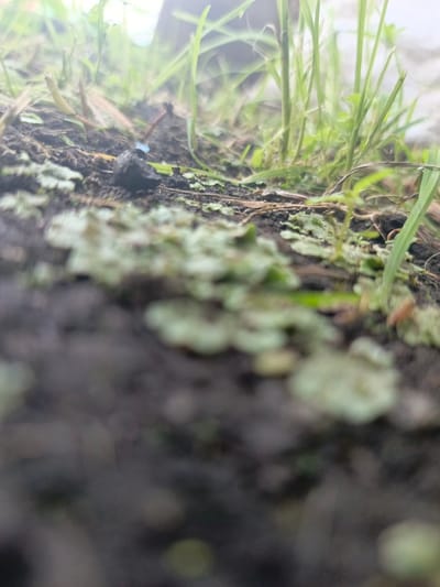 The image shows a close-up, low-angle view of the ground in Zalesovo, Russia. The foreground is dominated by a patch of light green, scale-like lichen growing on dark, damp soil. Behind the lichen, blades of green grass are visible, some appearing thin and dry, others lush and vibrant. In the mid-ground, a small, dark piece of debris, possibly a pebble or a fragment of coal, rests on the soil amidst the vegetation. The background is out of focus, showing a blurred mix of green foliage and a bright, hazy sky or light source. The scene depicts a natural, outdoor environment with elements of earth, plant life, and possibly man-made detritus.