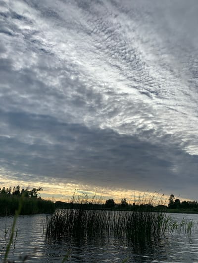 The image depicts a tranquil natural scene at dusk, likely in Chernovo, Russia. The sky is a canvas of dramatic clouds, transitioning from bright, textured white formations on the left to a darker, more diffused grey on the right. These clouds suggest the presence of varied atmospheric conditions, perhaps indicative of an approaching evening or a change in weather.

The lower half of the image is dominated by the reflective surface of a body of water, likely a lake or river. The water's surface is disturbed by ripples, catching the diminishing light and creating a shimmering effect. Along the edge of the water, a dense growth of tall, dark reeds and grasses creates a silhouetted border, with some individual blades catching the light.

In the distance, a tree line forms a dark silhouette against the horizon, separating the water and reeds from the sky. The setting sun casts a warm, diffused light along the horizon, visible as a soft glow between the clouds and the distant land, suggesting it is either sunrise or sunset. The overall mood is one of peaceful solitude, with the natural elements of sky, water, and vegetation creating a harmonious and serene landscape. No people, objects, or text are visible in the image.