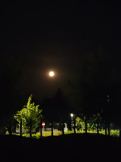 A nighttime photograph taken in Pleszew, Poland, shows a full moon illuminating a hazy sky. The moon is centrally located in the upper portion of the image. In the foreground, silhouetted trees and foliage create a dark border. To the left, a brightly lit tree stands out against the darkness. Further to the left, a white vehicle is partially visible. A circular red and white sign is positioned in the middle ground, to the right of the illuminated tree. A lamppost with an illuminated light is visible to the right of the center. The scene appears to be an outdoor area, possibly a park or a street lined with trees, given the presence of the lamppost and vehicles. The overall atmosphere is dark and serene, with the moonlight being the primary source of illumination.