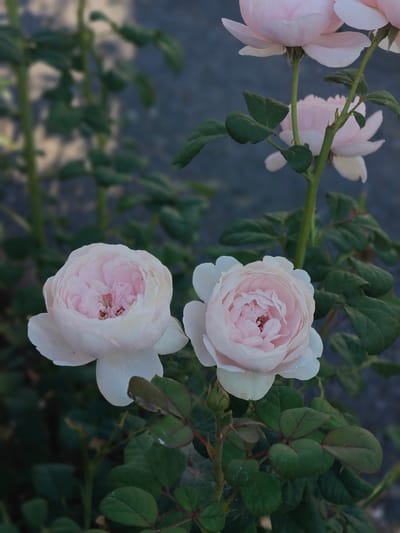 In Kotelva, Ukraine, a close-up shot captures two delicate pink roses with layered petals. The rose in the foreground on the left is in full bloom, its petals unfurling gently. To its right, another rose of similar size and coloring is also in bloom, with its petals slightly more tightly packed. Behind these, a third rose, partially obscured, shows a similar pale pink hue. Green leaves, some with subtle red veining, surround the roses, creating a lush backdrop. The background is a soft blur of dark green foliage and a muted greyish-blue surface, suggesting an outdoor setting with a shallow depth of field. The lighting is soft, highlighting the subtle gradients of color in the rose petals.